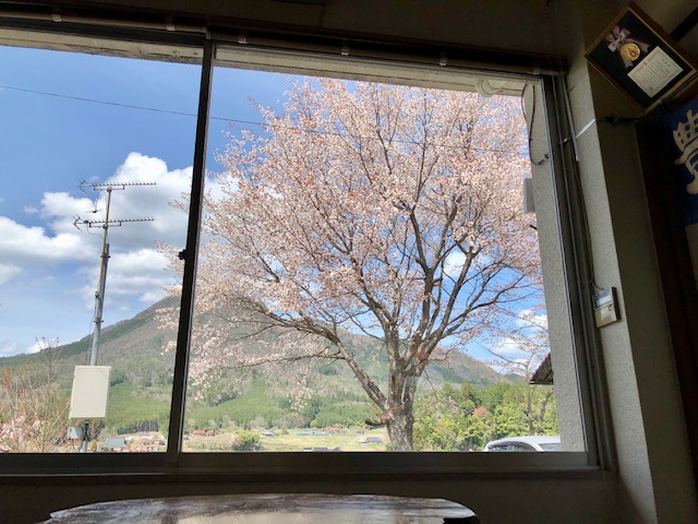 遅咲きの桜