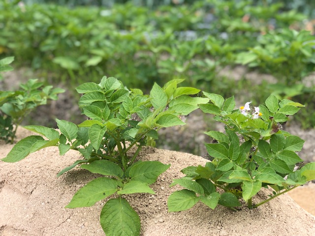 夏野菜が育ってます