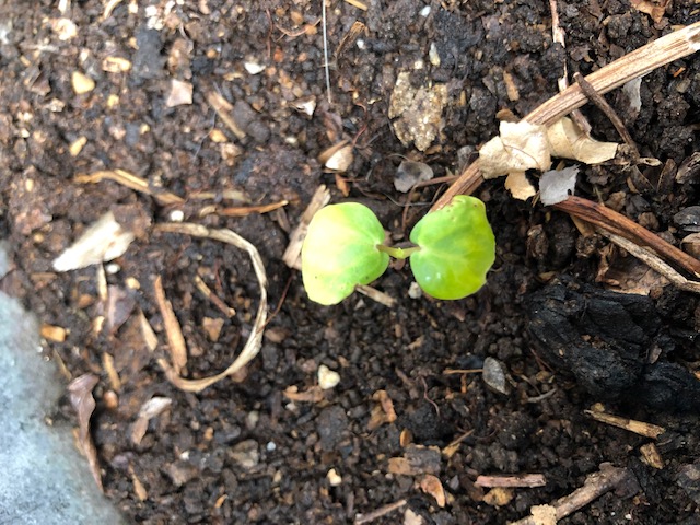 とよむすめ発芽しました。