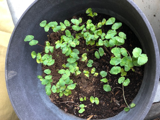 とよむすめ発芽しました!
