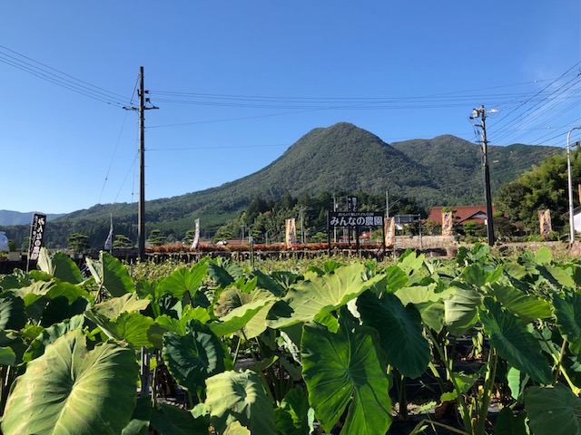 日曜は農園イベントです!